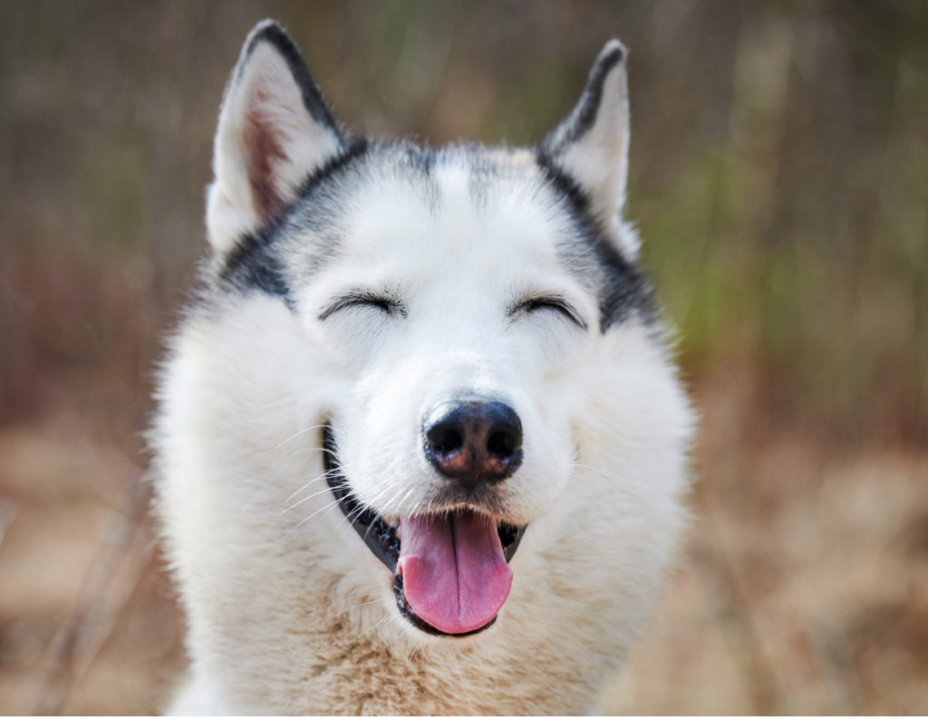 funny Christian shirts